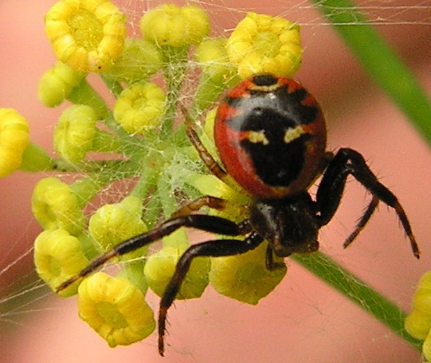 Synaema globosum e icneumonidae